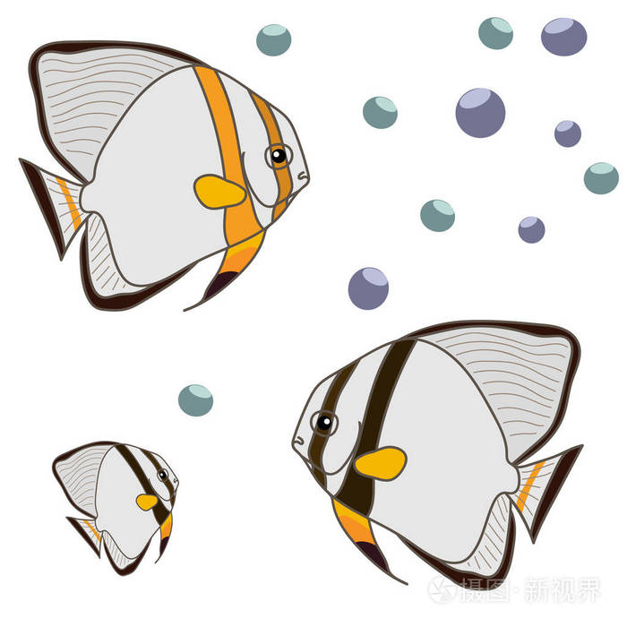 鸭嘴形圆形蝙蝠鱼圆形蝙蝠鱼圆形蝙蝠鱼圆形蝙蝠鱼或