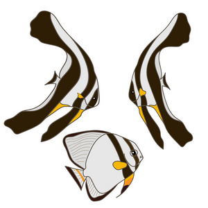 鸭嘴兽/圆形蝙蝠鱼或双齿蝙蝠鱼圆蝙蝠鱼或双盘长鳍蝙蝠鱼.