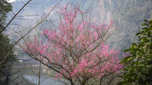 春天樱花特写照片图片