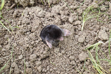 鼹鼠爬出了洞。黑痣来自鼹鼠的一堆泥土。地下动物是鼹鼠