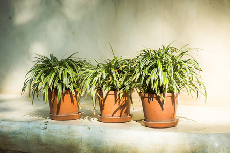 带有室外露台的绿色花瓶植物