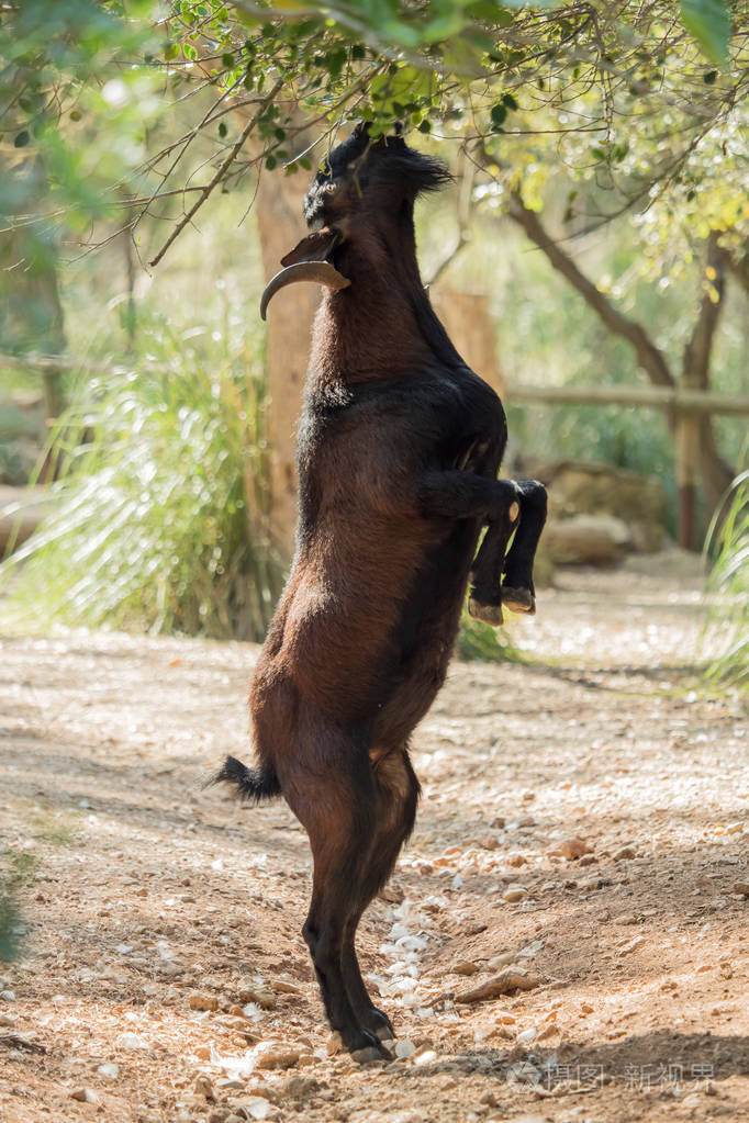 一只棕色的山羊在吃树上的叶子