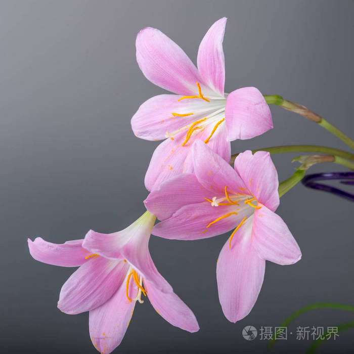 粉红色柔和的颜色花在白色背景复制空间生日母亲情人节妇女婚礼日概念