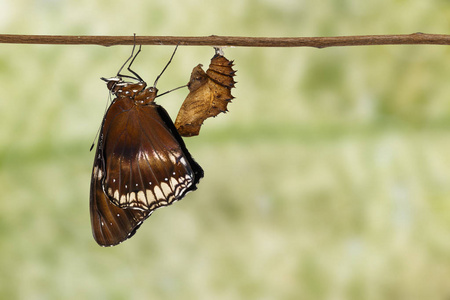 大雌 eggfly 蝶 Hypolimnas bolina em