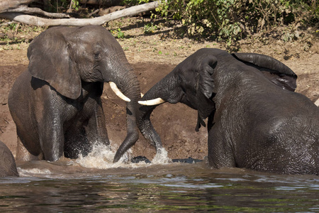 大象泥浴博茨瓦纳