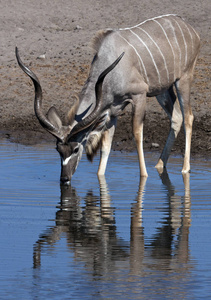 马累羚埃托国家公园纳米比亚