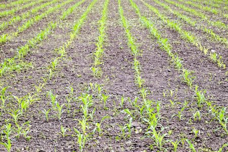 玉米.小玉米芽, 田野景观。田间土壤和玉米秸秆