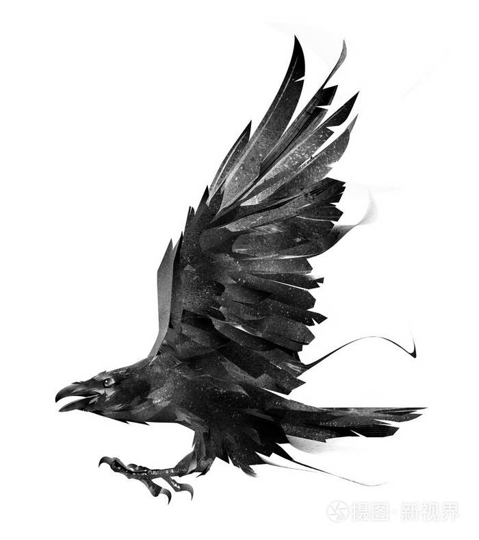 白色背景侧面观鸟乌鸦的素描