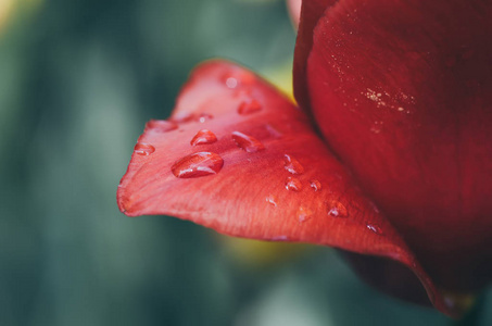 下降的郁金香花瓣