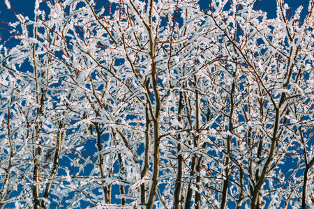 树木覆盖着霜冻
