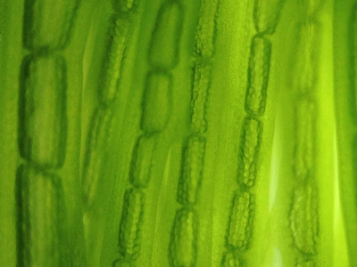 青菜叶表皮细胞图图片