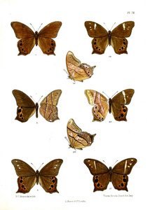 蝴蝶。翅目伦敦18901892年