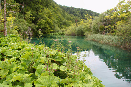 夏季景观犁湖克罗地亚