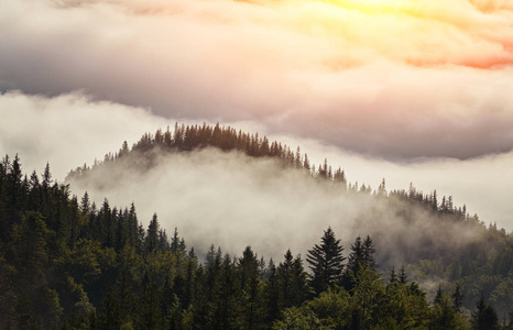 山坡上的朦胧山毛榉森林