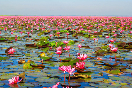 泰国红莲湖之海图片
