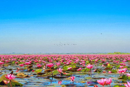 泰国红莲湖之海
