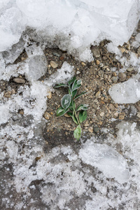 冷冻植物冬季背景。 雪下的干草