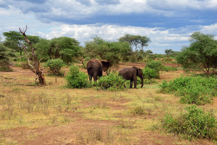 非洲象在湖曼雅国家公园坦桑尼亚
