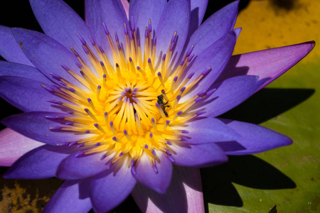 闭上紫罗兰水的百合花, 蜜蜂在花上