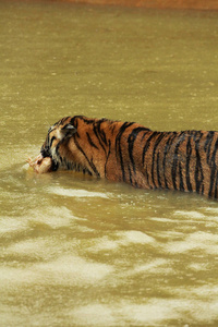 老虎水上运动