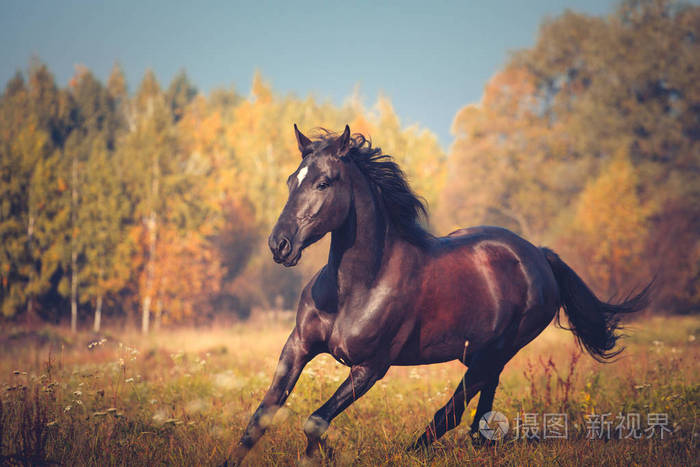 黑马在秋季自然的背景下驰骋