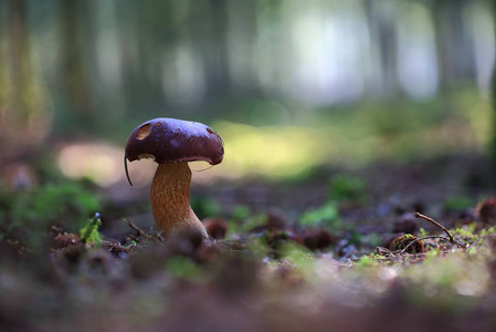 s strata.In the autumn forest among fallen cones lone mushroom.