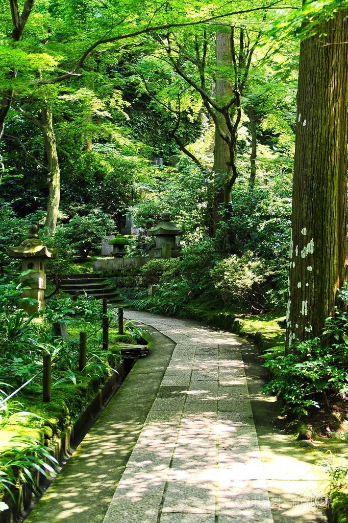 穿过一片植被茂盛的日本森林的小径
