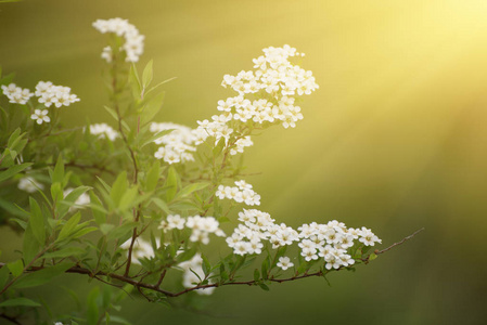 春天的白花