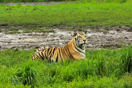 西伯利亚虎走在森林里的路径跟踪