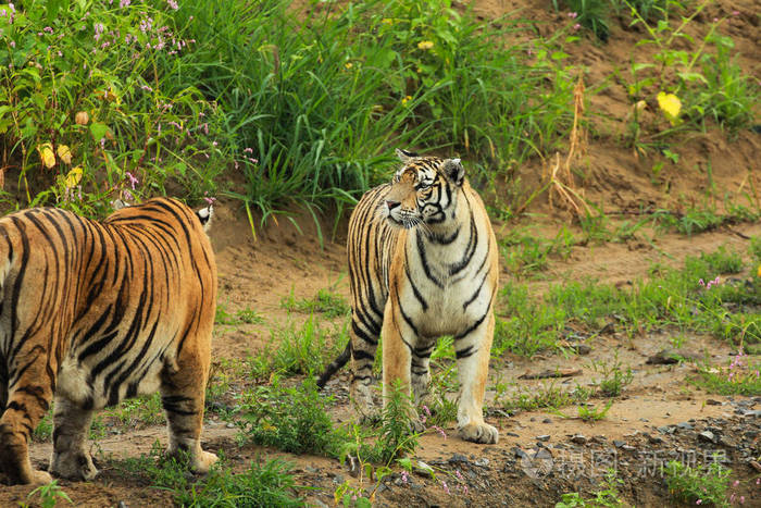 西伯利亚虎走在森林里的路径跟踪