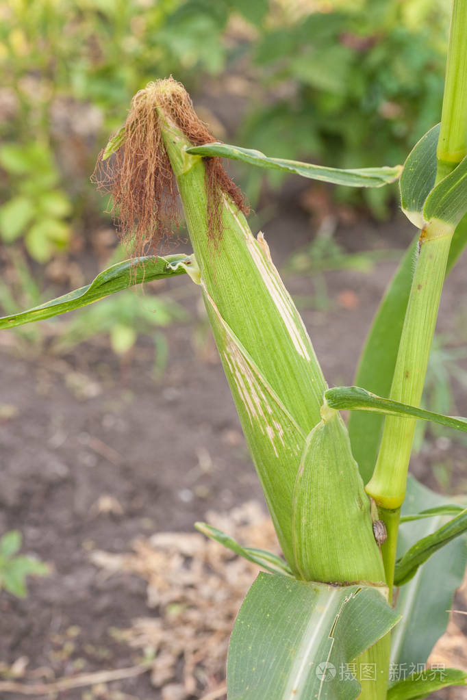 玉米茎上的特写玉米