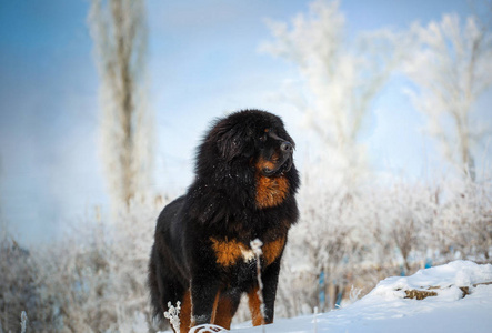 美丽的藏獒。 冬天大自然背景下的大狗