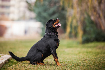 可爱的纯种猎犬