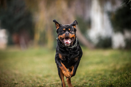 可爱的纯种猎犬