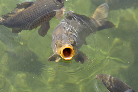 食鱼大口鲤鱼, 食食在清澈的池塘水中照片