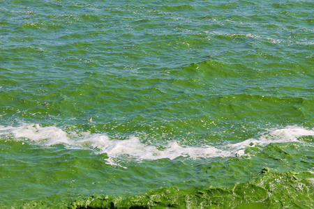 绿藻污染河流照片