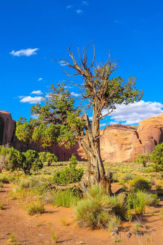 纪念碑谷中的一棵树