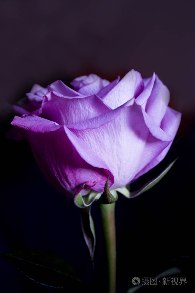 在黑色背景上的淡紫色玫瑰