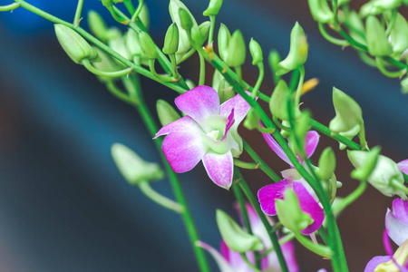 紫花花被绽放与芽