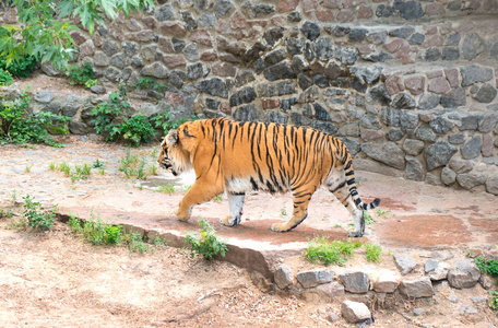 在动物园孟加拉虎