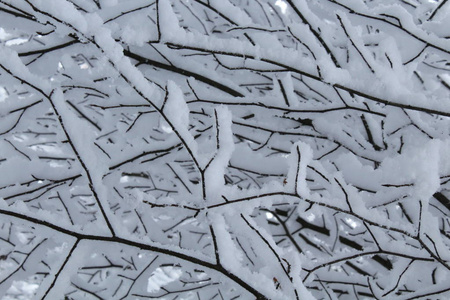 覆盖着雪的树枝。 背景。 冬天。