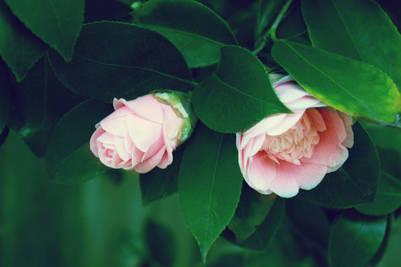 粉红色茶花花, 美丽的粉红色花盛开在 th