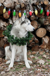 美丽可爱的微笑西伯利亚哈士奇狗坐在脖子上的圣诞花圈。2018新年标志