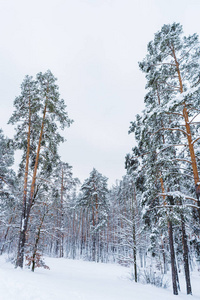 冬季森林中美丽的雪覆盖树木的风景