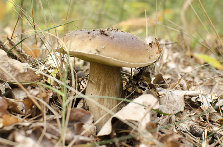 在秋天的树林中的白色蘑菇