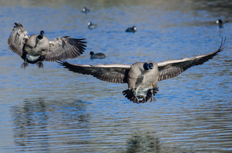 加拿大鹅降落在静止的蓝色池塘水上