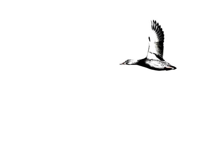 野鸭在白色背景下飞行的剪影