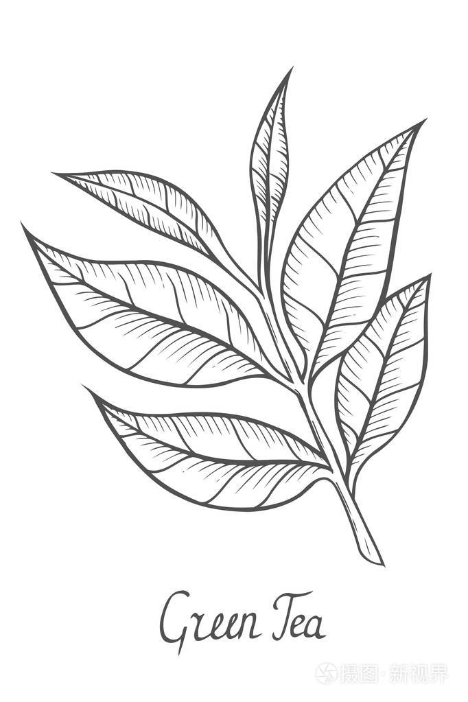 绿茶植物, 叶子插画-正版商用图片10pine-摄图新视界