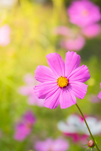 花园里的美丽的波斯菊花