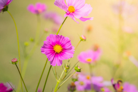 花园里的美丽的波斯菊花